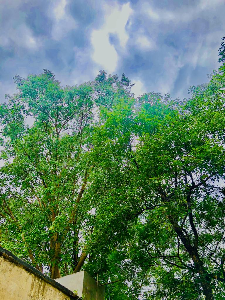 Iamomojha's tweet photo. #WorldEnvironmentDay2020 घर के पीछे का पीपल। https://t.co/4sBr7yxotf