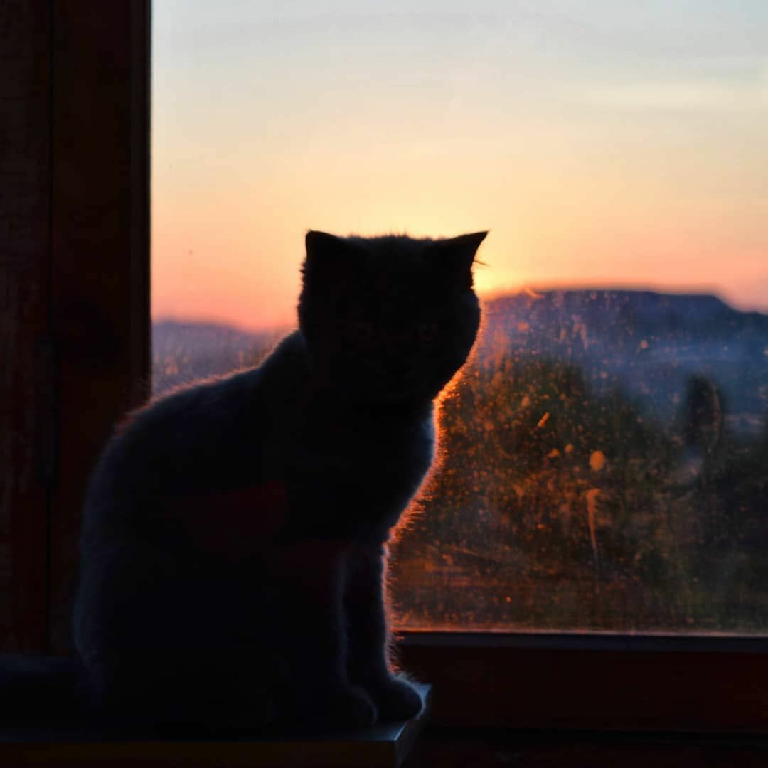 Кот смотрит на рассвет