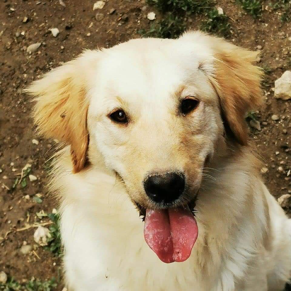 second chance goldens