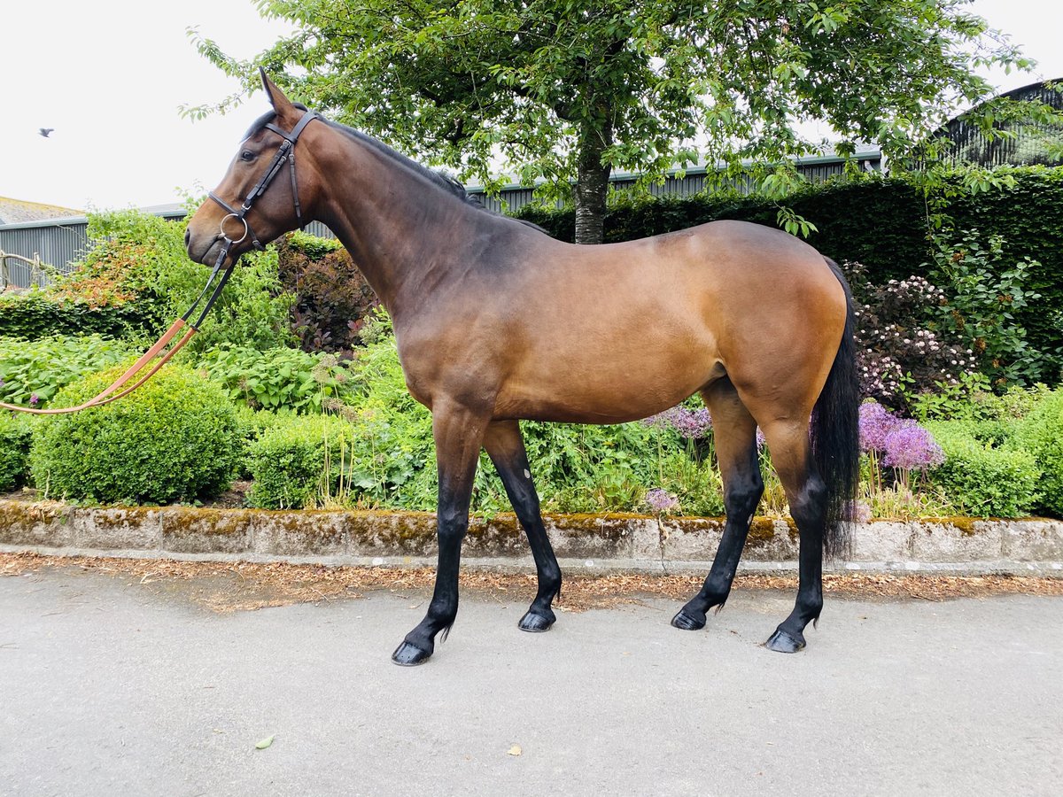 Richard Johnson tweet media