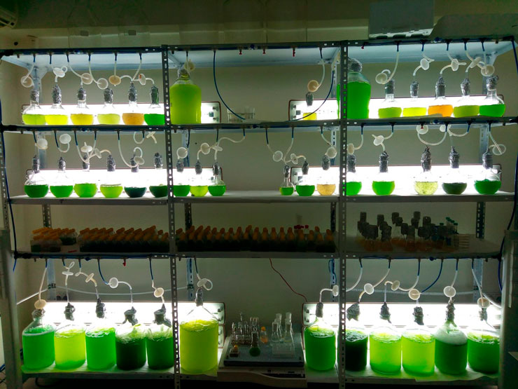 mispeces's tweet photo. La actividad científica en el ámbito de las microalgas en España🇪🇸 está en lo más alto a nivel mundial, tanto pública como privada, tal y como lo atestigua una reciente revisión científica en el marco del proyecto europeo @enh_microalgae https://t.co/mlgWxLDpab https://t.co/j7KK5DkCM0