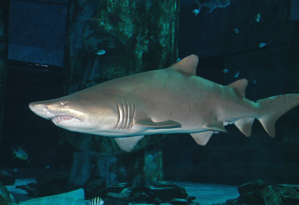 This #WorldEnvironmentDay We need your help. 

The UK's zoos &amp; aquariums are conservation powerhouses but lockdown threatens their future. So many endangered species are relying on us.

#YourZoosNeedYou #SaveOurZoo  RT &amp; urge your MP to help: 

biaza.org.uk/news/detail/yo…