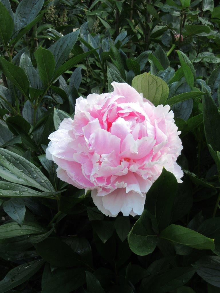 Another big thank you to all who have visited us so far-it's lovely to see everyone. Safety measures are in place at the entrance/ticket sales and there is lots of space to social distance in the garden. Open Tues to Fri, 10am to 3pm (last entry at 3pm; gardens close at 4.45pm).