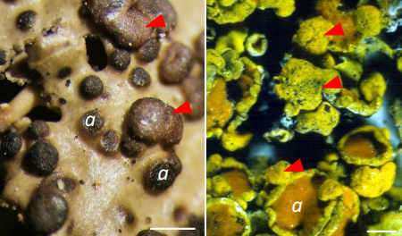 symbiodeme's tweet photo. A proposal (together with D.L.Hawksworth) for the definition of the lichen symbiosis, in the light of new results https://t.co/nkt1fCfUfY #symbiosis #lichens #microbiome #holobiont #fungi #bacteria #algae https://t.co/xBZTqlsQUg