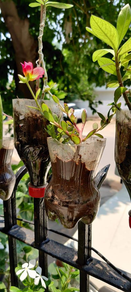 devang_rathod's tweet photo. @TataPower Here is my entry team😍
#Greenolution #ThisIsTataPower #WorldEnvironmentDay #WED2020 #TimeForNature #Youth4Environment #UNFCCC #NITIAayog #ForNature #moefc
Tag
@sameerghazi11 @MyselfSwapnil @Alpesh_2308 @vandanasehgal3 @emNishant https://t.co/x88RdT3BPm