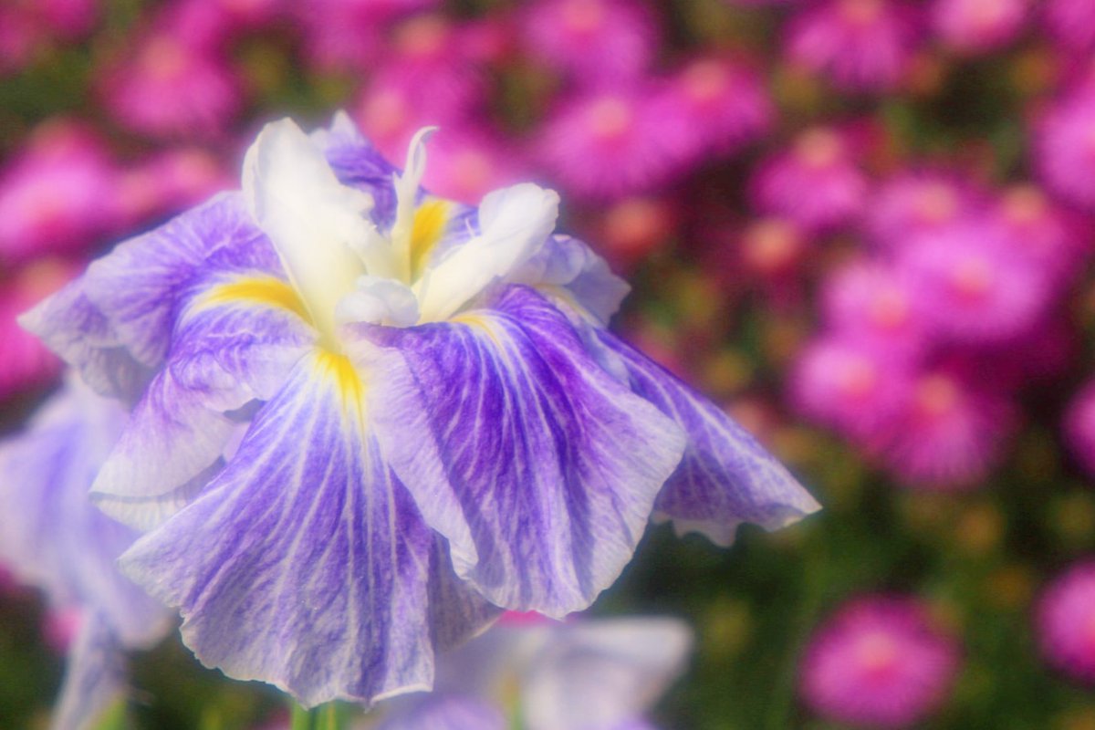 京都もよう Kyoto Moyou 奈良県 馬見丘陵公園 花菖蒲 たまにはこーゆーのも 06 05撮影 花菖蒲 花しょうぶ ソフトフィルター ハナショウブ 花ショウブ 花菖蒲園 花しょうぶ園 馬見丘陵公園 初夏 はなしょうぶ 奈良県 初夏の花