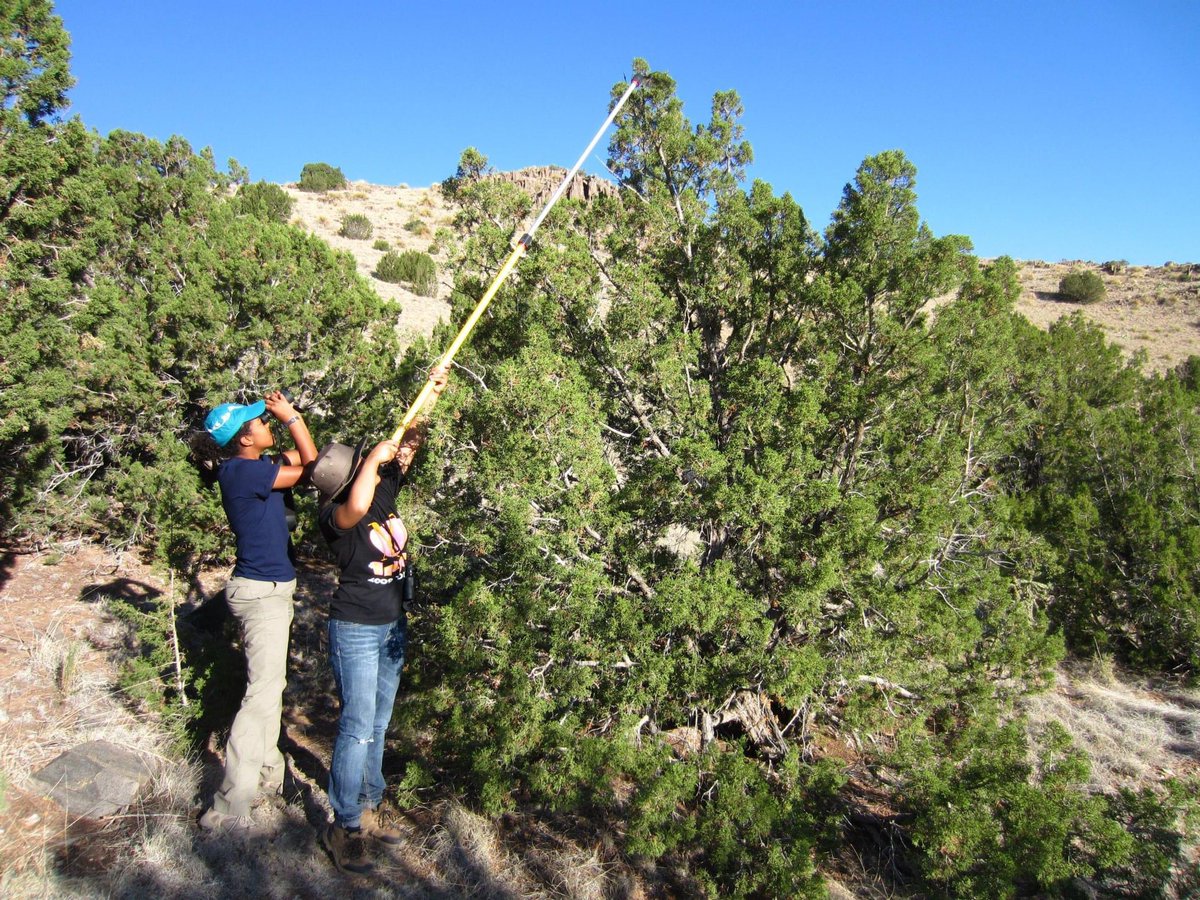 As a #BlackBirder, you can find me with my binocs, my guide, and my trusty snake stick (gotta stay ready for the herps). My visibility is usually for my young Black siblings, but this week has inspired me to be visible for so many more. #BlackWomenWhoBird #BlackBirdersWeek