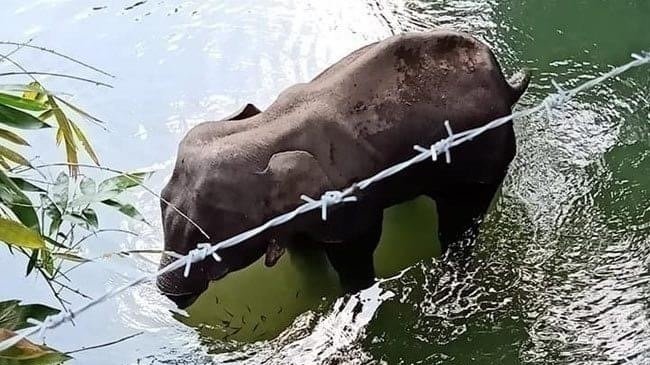 ChangeItalia's tweet photo. 🐘Forse avrete visto le immagini dell’elefantessa incinta a cui qualcuno in India ha fatto mangiare un ananas imbottito di petardi che le sono esplosi in bocca. L’animale è morto assieme al cucciolo che aveva in pancia.Nikhil chiede di punire i colpevoli
✍️https://t.co/tIuMXhdrpH https://t.co/kuO9wDHAkO