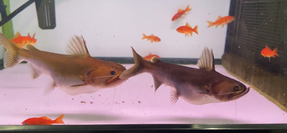 バトラクスキャット Twitter Search