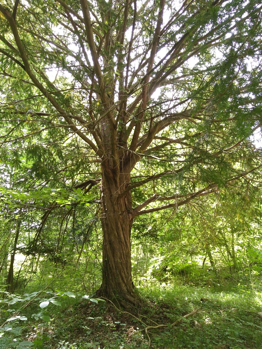 bergwaldprojekt's tweet photo. Der #Eibenwald im oberbayerischen Paterzell ist ein deutschlandweit einzigartiger Bestand mit mehr als 2000 älteren und uralten #Eiben. Entstanden nicht durch Planung, sondern durch langandauerndes Sein-Lassen. #TaxusBaccata 1/2 https://t.co/CvIYIjJV5q
