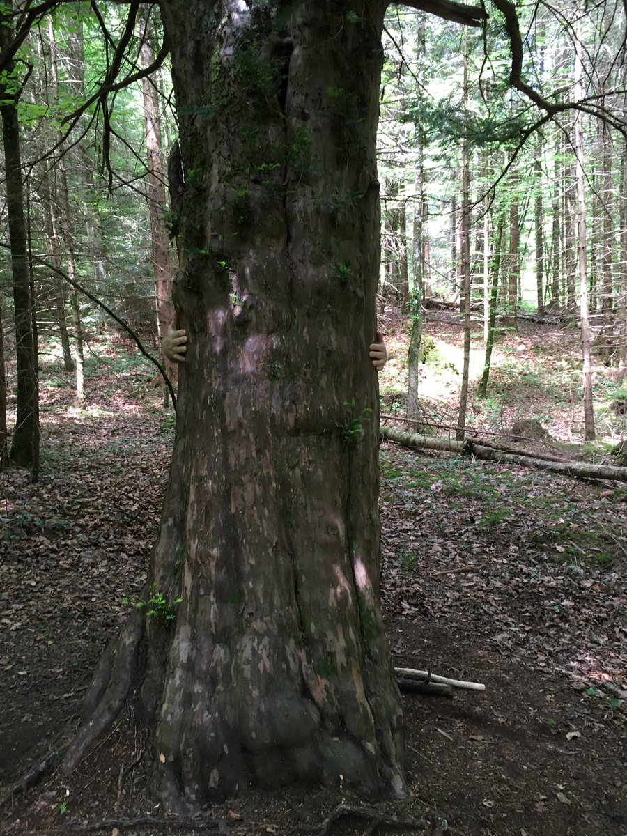 bergwaldprojekt's tweet photo. Der #Eibenwald im oberbayerischen Paterzell ist ein deutschlandweit einzigartiger Bestand mit mehr als 2000 älteren und uralten #Eiben. Entstanden nicht durch Planung, sondern durch langandauerndes Sein-Lassen. #TaxusBaccata 1/2 https://t.co/CvIYIjJV5q
