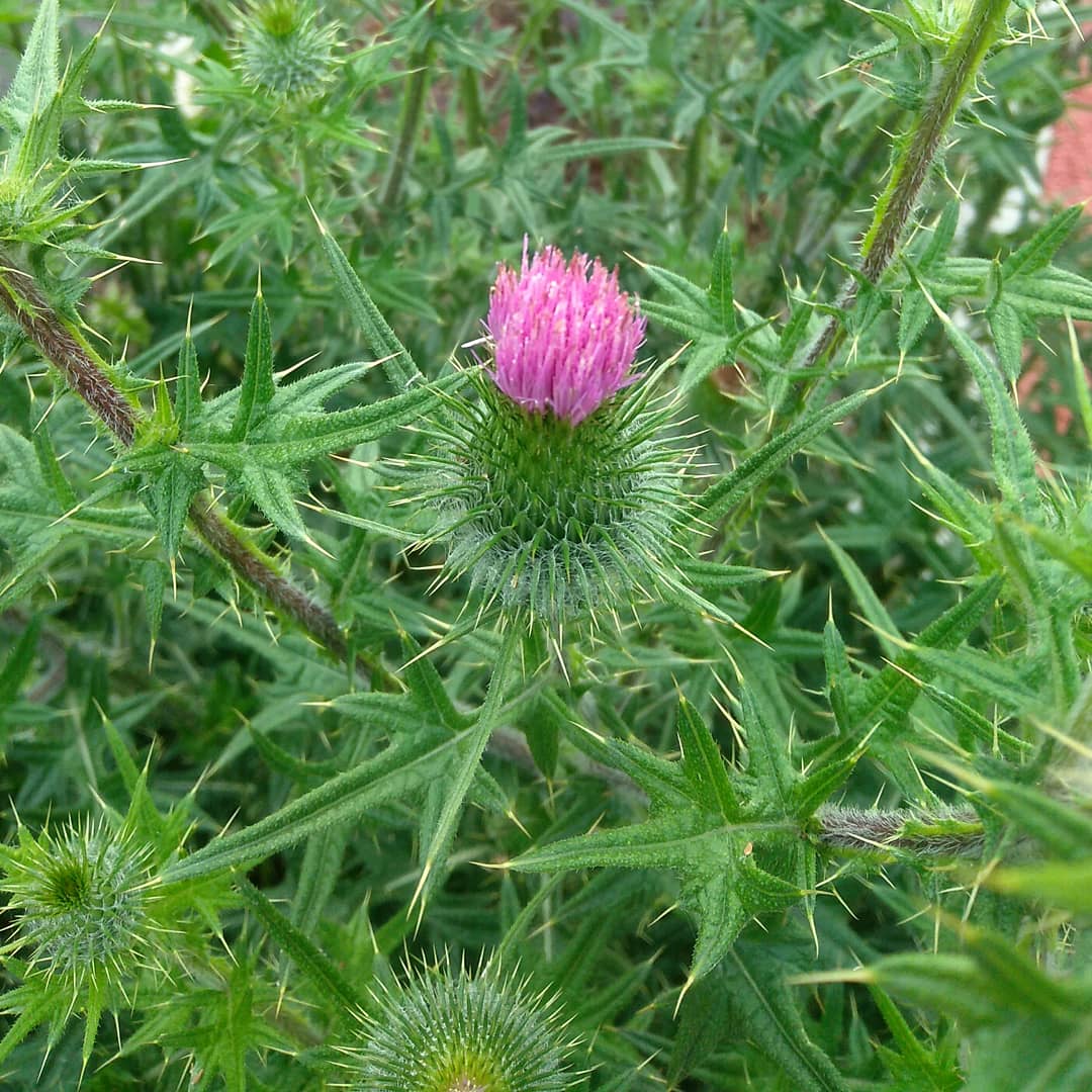 矢問 アメリカオニアザミ トゲチシャ ナガバギシギシ 生態系被害防止外来種 新名神の川西インターの法面や自転車道と歩道にアメリカオニアザミやトゲチシャなどの外来種が爆発的に増加 高さも1m 2mになるため 子供の目の高さにトゲがあり危険