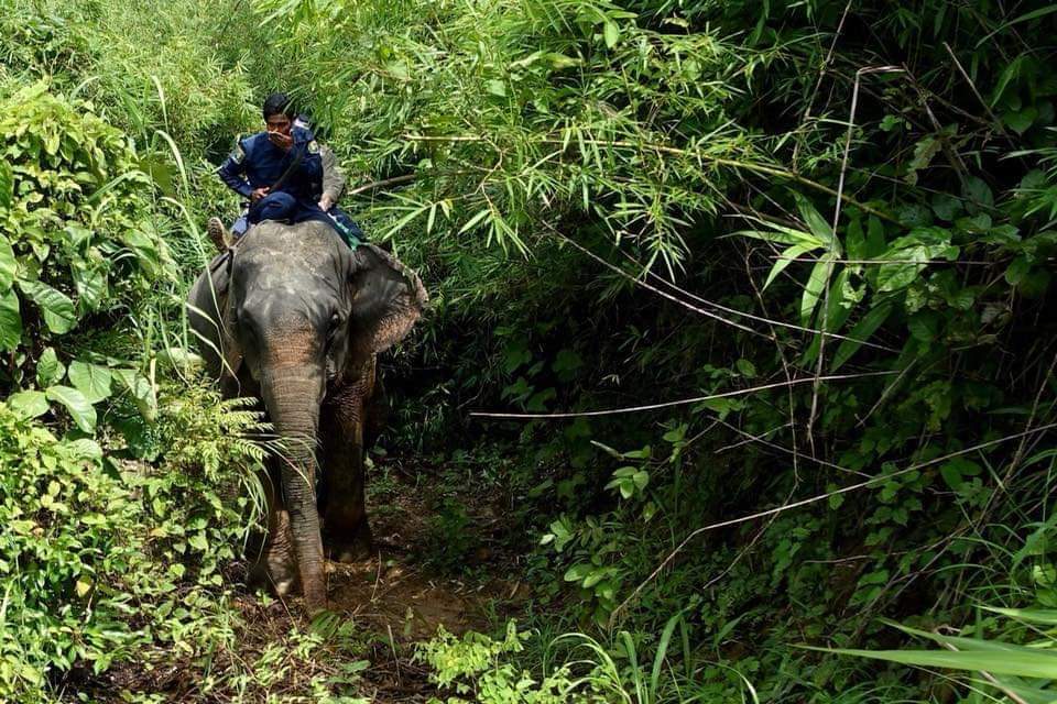 On World Environment Day, the UK has announced a new project in Southern Tanitharyi, Myanmar, to combat the threat of poaching and illegal trade of endangered species including tigers, Asian elephants, and Sunda pangolins. #IWT #WorldEnvironmentDay2020