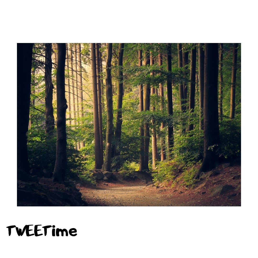 Radio1088's tweet photo. #TweeTime 
#GiornataDellAmbiente 🌱🍃

Per un futuro migliore, spesso ci si dimentica di agire: oggi celebriamo la giornata mondiale dell'ambiente, con qualche responsabilità in più!

#ONU #giornatamondialedellambiente https://t.co/D3DZipIhM9