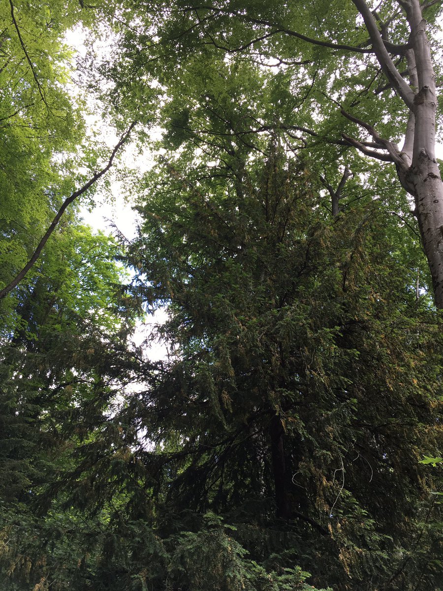 bergwaldprojekt's tweet photo. Viele der Paterzeller #Eiben zeigen nun gelbe Nadeln und Nadelverluste. Eine Folge der #Trockenheit im Frühjahr? Sind die Eiben geschwächt und daher anfälliger für Nadelpilze? @BaySF_Direkt ?     2/2 https://t.co/wVtLdqjRzT