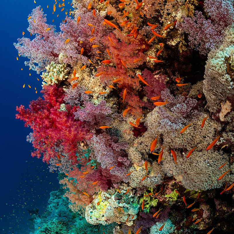 Our planet is home to countless different kinds of life that coexist in remarkably interconnected ways. But what exactly is #biodiversity, and why does it matter? Professor Yadvinder Malhi FRS explains in this blog. #WorldEnvironmentDay #ScienceIsGlobal royalsociety.org/blog/2020/05/b…