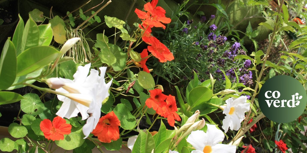 Avui és #DiaMundialDelMediAmbient i hem preparat una sorpresa.. Estigueu atentes a les xarxes aquesta tarda! De mentre us deixem amb aquesta explosió de colors... i us encoratgem a prendre consciència sobre com reduir la petjada ecològica en el nostre dia a dia. #verdurbà #Coverd