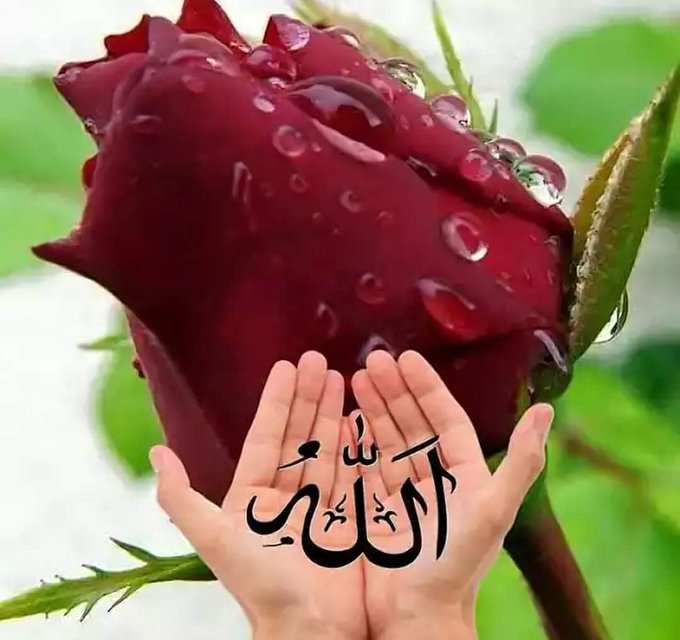 @sevilmis01 Selâmun Aleyküm Ve Rahmetullahi Ve Berakâtühü..🌹🕋🌹 #Hayirli #Cumalar Olsun.🤲🏼