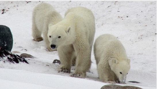 MethodsEcolEvol's tweet image. Shortlisted for the #RobertMay Prize 2019, @JodyRReimer tells us about her paper on #matrix methods in our latest blog post 'Neo was right—The Matrix explains everything': bit.ly/2Y2MTCd