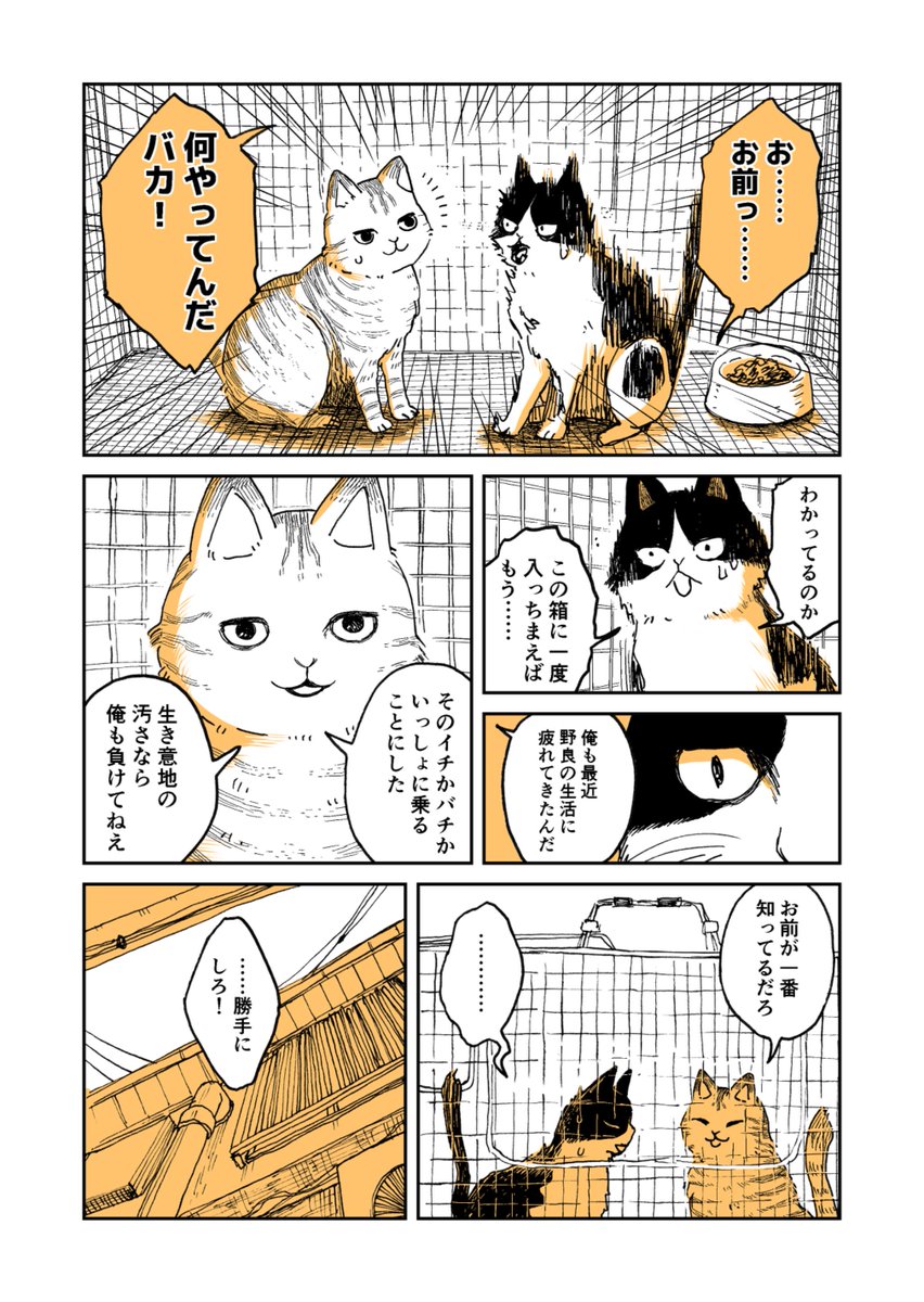 【創作】野良のボス猫が保護されようとする話 