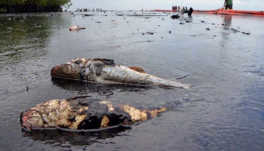 DiriAmos's tweet image. This is what The environment of Niger Delta looks like after various high degrees of oil spillage due to negligence, exploitation, I don't care attitude of the Government, Multinationals, IOC's etc.
This is the environment of the people whose lands and Waters feeds the country.