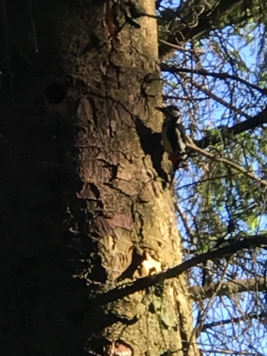 mitrolen's tweet photo. Andrew and Alex birdwatching in Drymen @DrymenPrimary  ☀️ https://t.co/c7cAVG1fAk