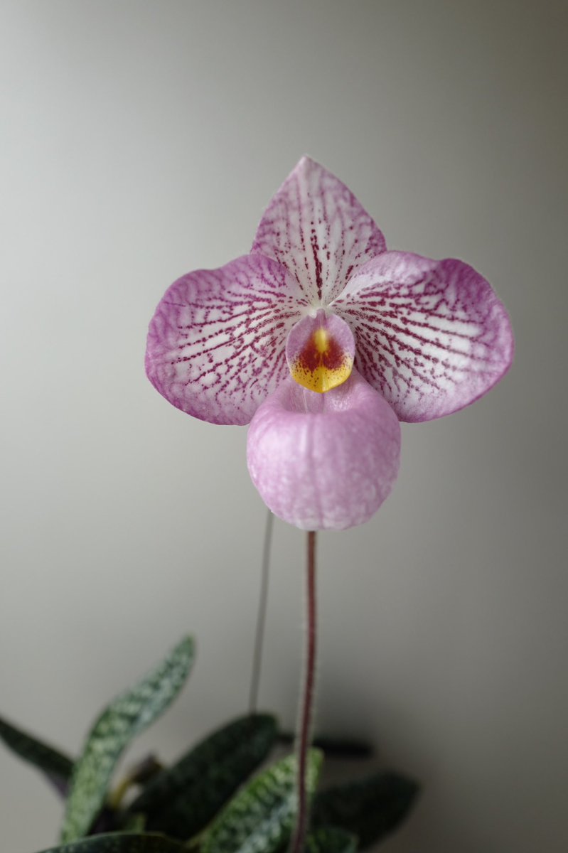 Yu Auf Twitter Paph Magic Lantern Aki 本日開花しました これから形色はもう少し変化するのかな うちでゼロから咲いた初めてのパフィオ もうパツパツだけど 植え替えたら咲かないようになる気がして3年植え替えてない そしてあと2つ蕾があるので今年の植え