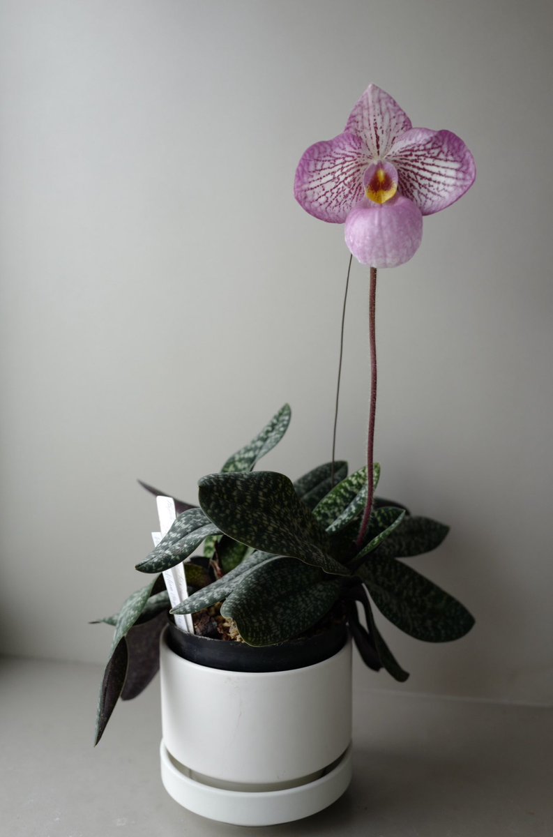 Yu Paph Magic Lantern Aki 本日開花しました これから形色はもう少し変化するのかな うちでゼロから咲いた初めてのパフィオ もうパツパツだけど 植え替えたら咲かないようになる気がして3年植え替えてない そしてあと2つ蕾があるので今年の植え