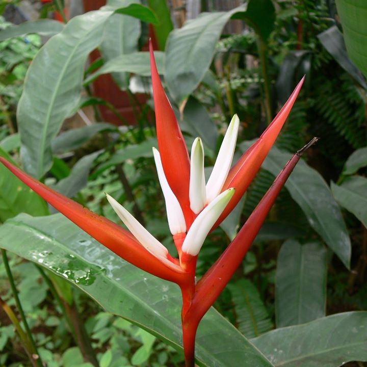 Con una flor que se origina en Brasil os deseo un feliz viernes!
#MariposariodeBenalmádena 
A wonderful flower from Brazil to brighten up your Friday 
#BenalmadenButterflyPark