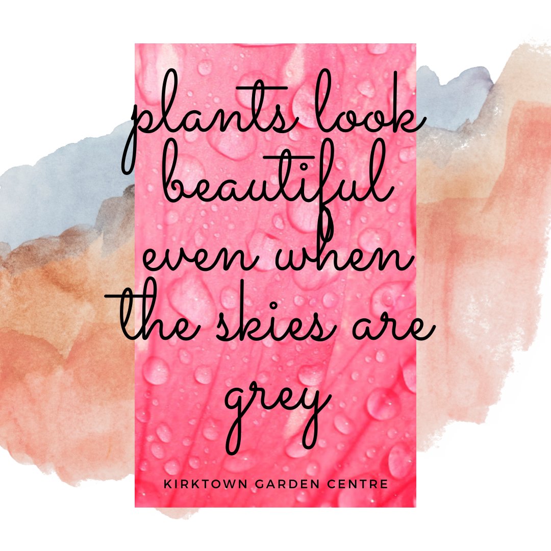 KirktownGardenCentre tweet media