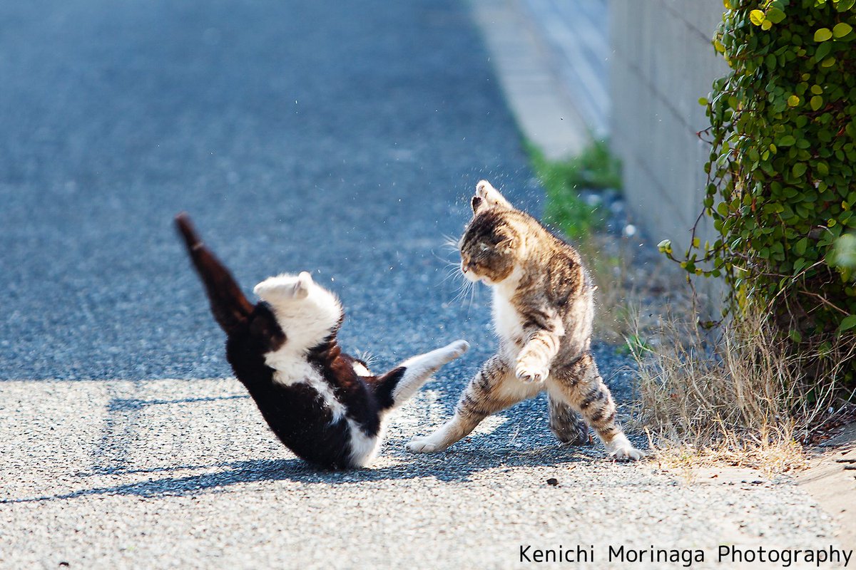 とある猫たちの写真 じゃりン子チエ の小鉄とアントニオjr が対決する名シーンさながらで 感慨深く見る皆さん Togetter