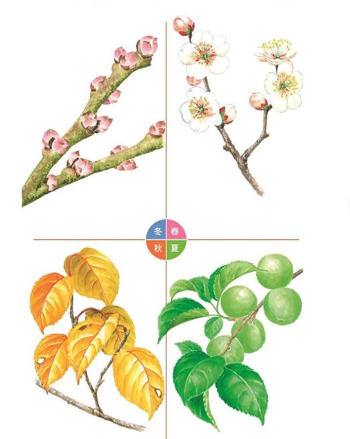 農林水産省 A Twitter 林野 実をとるウメ 花を楽しむウメなど ウメは沢山の品種があります 日本人と木の付き合いをご紹介する 樹木漫画 リン子の絵日記 から ウメ をお送りします 6月6日は梅の日 梅ジュースが楽しみ ウメ イラスト T Co