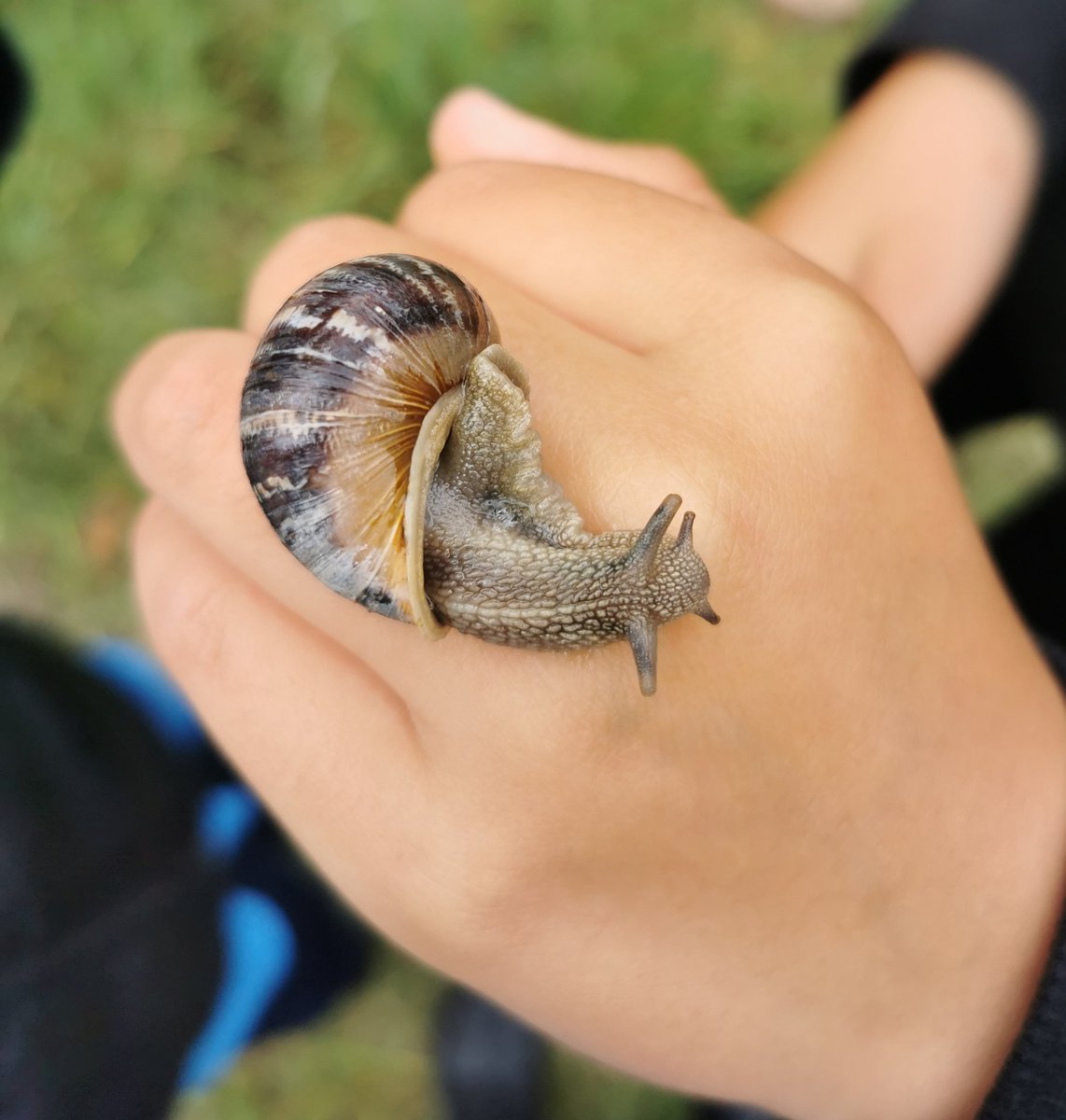 MIWBS_AmyLane's tweet photo. A very busy week in our hub, @MiwbsO @MiwbsP learning to kneed the dough to make pizza and scones, making new friends 🐌 on our expeditions and even requests for numeracy work! ✏️📚The list goes on.... #KindnessMidlothian https://t.co/FfrajpD6FH