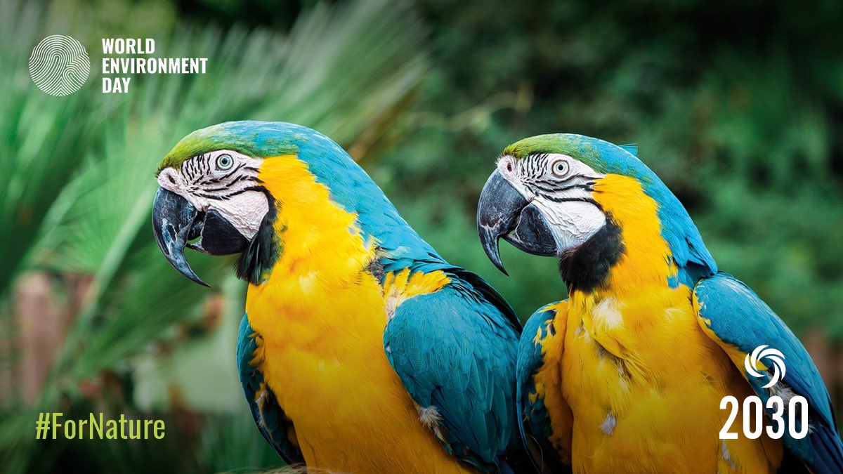 2030Group's tweet photo. This #WorldEnvironmentDay2020 learn how #blockchain tech, when applied to Forests, can unlock new revenue which can be reinvested to protect the environment and reverse climate change. https://t.co/mgJY8tmkFC https://t.co/OXSrv6V4Oc