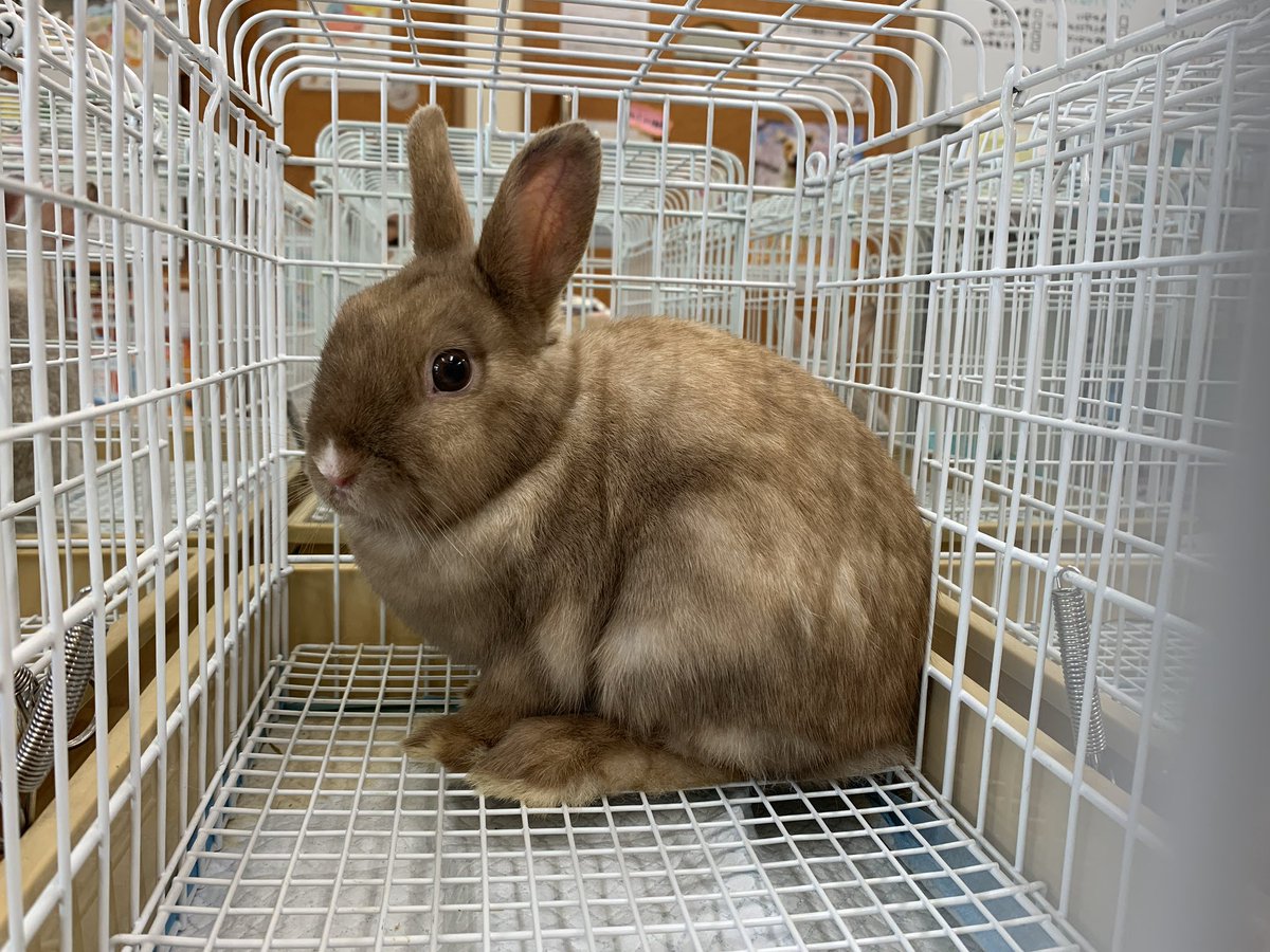 うさぎのぴすけ 3人受診してきたよ 50番 れんげちゃん 4 5ヶ月位 980g 57番 めばえちゃん2 3ヶ月位 690g 28番つくしちゃん 1歳未満かな 1 160g れんげちゃん 妊娠確率不明 めばえちゃん 妊娠確率低 腸壁剥がれで弁検査 腸内環境不安定 耳垢緑で検査 うさぎのぴすけ 3人受診してきたよ 50番 れんげちゃん 4 5ヶ月位 980g 57番 めばえちゃん2 3ヶ月位 690g 28番つくしちゃん 1歳未満かな 1 160g れんげちゃん 妊娠確率不明 めばえちゃん 妊娠確率低 腸壁剥がれで弁検査 腸内環境不安定 耳垢緑で検査