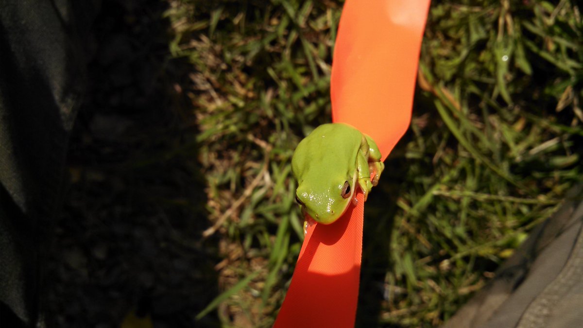 sde_inc's tweet photo. Friday Fun Day. Where did you come from??? Creatures we encounter in the field... https://t.co/m1NmDwMl81