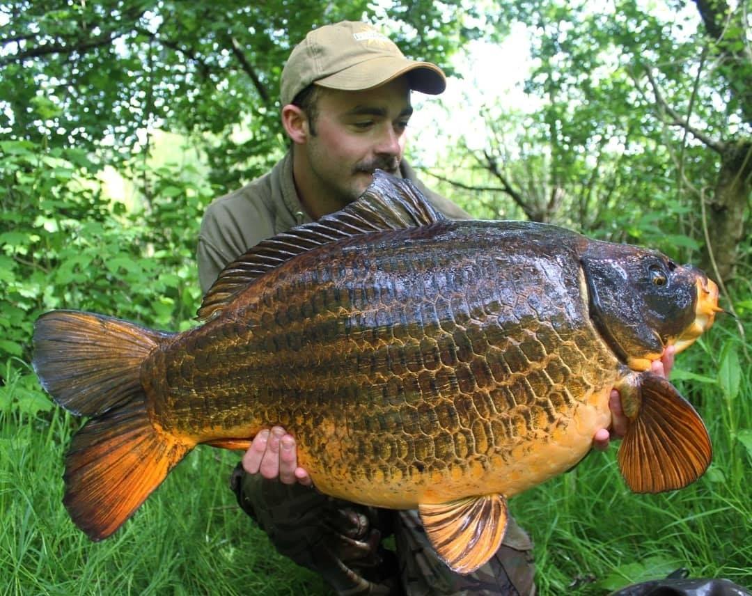 DynamiteBaits's tweet photo. Common with a bit of ghostie or koi?
Either way this is an absolutely stunning creature to catch! This 36lb beauty fell to a CompleX-T wafter tipped with corn and ended Will Crowdy's two year wait to catch his target fish.
#ComplexT #DynamiteBaits #carpfishing https://t.co/mI7hdrDc6E