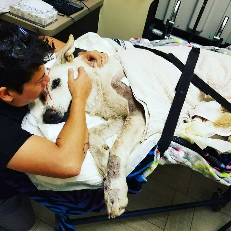 IamActiveDog's tweet photo. so upset, .someone just shot my dog..shes a white German Shepherd. Please Don't scroll without giving us 1 prayer https://t.co/AjXqnMI4Nt