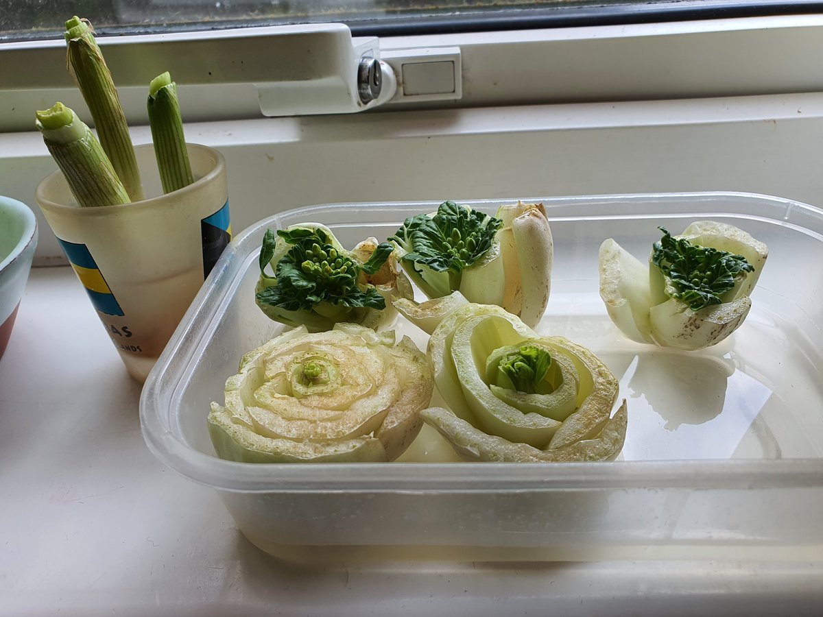 Voice_Jean's tweet photo. When you see life growing out of scraps. Regrow &amp; recycle.♻️ 
Be kind to mother nature. #WorldEnvironmentDay https://t.co/pqF98jm4KY