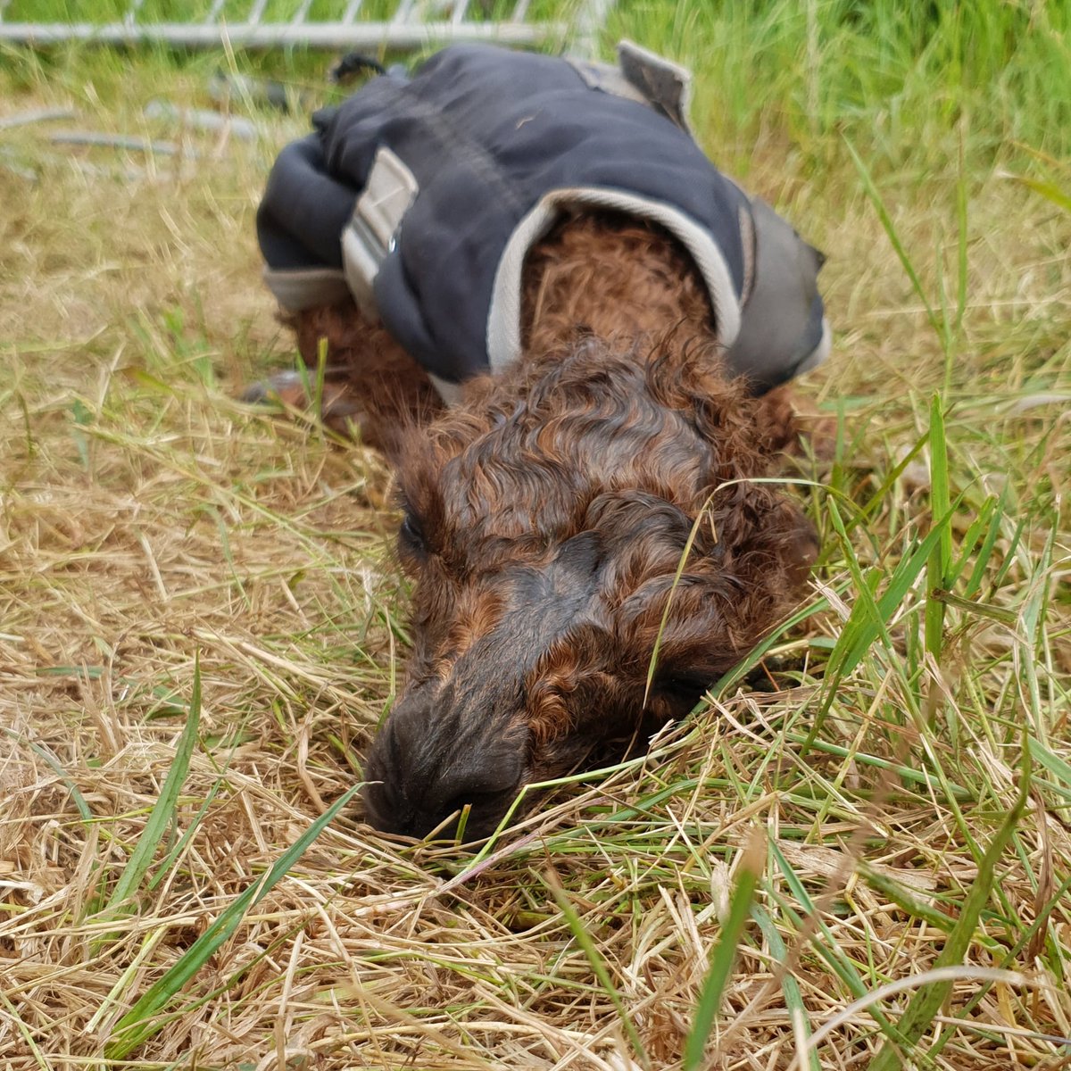 Sleepy newborn❤

Santorini and Rebellion welcomed this gorgeous 8.2kg boy this morning. The boys really are taking over this year!!