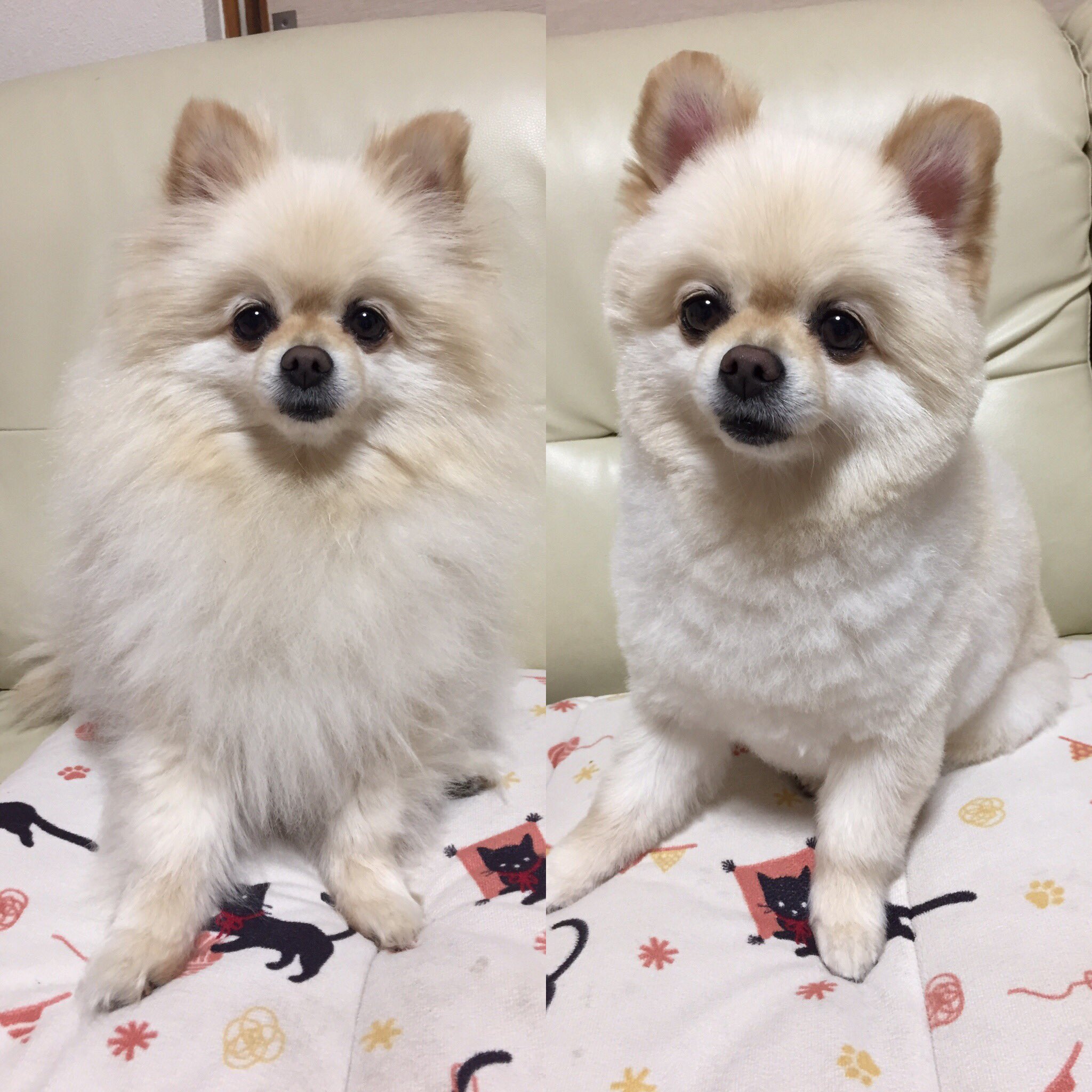 Manaluffy サマーカットしてきました カット前と後 違うワンコみたいです スッキリサッパリしました Manaluffy Dog 犬 犬のいる暮らし 犬のいる生活 犬好きさんと繋がりたい ポメチワ ポメラニアン チワワ ミックス犬 トリミング