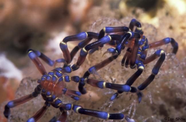 Anoplodactylus evansiA shallow water species whose diet is largely comprised of sea slugs