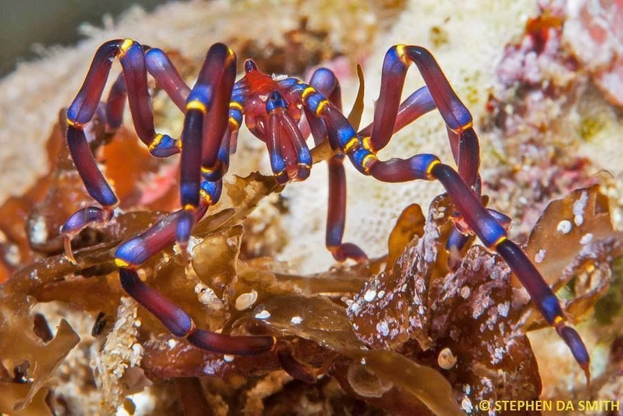 Anoplodactylus evansiA shallow water species whose diet is largely comprised of sea slugs