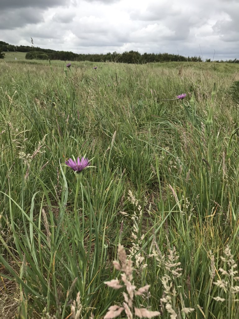 alan_aquatrols's tweet photo. As it’s #WorldEnvironmentDay2020 , here’s a pic taken yesterday of common purple salsify in the beautiful roughs at Chestfield GC. @dbDarren05 @AquatrolsEurope @TheFairWaysFdn @golfenvawards @Aquatrols #stunning https://t.co/HGNlwcmYIo