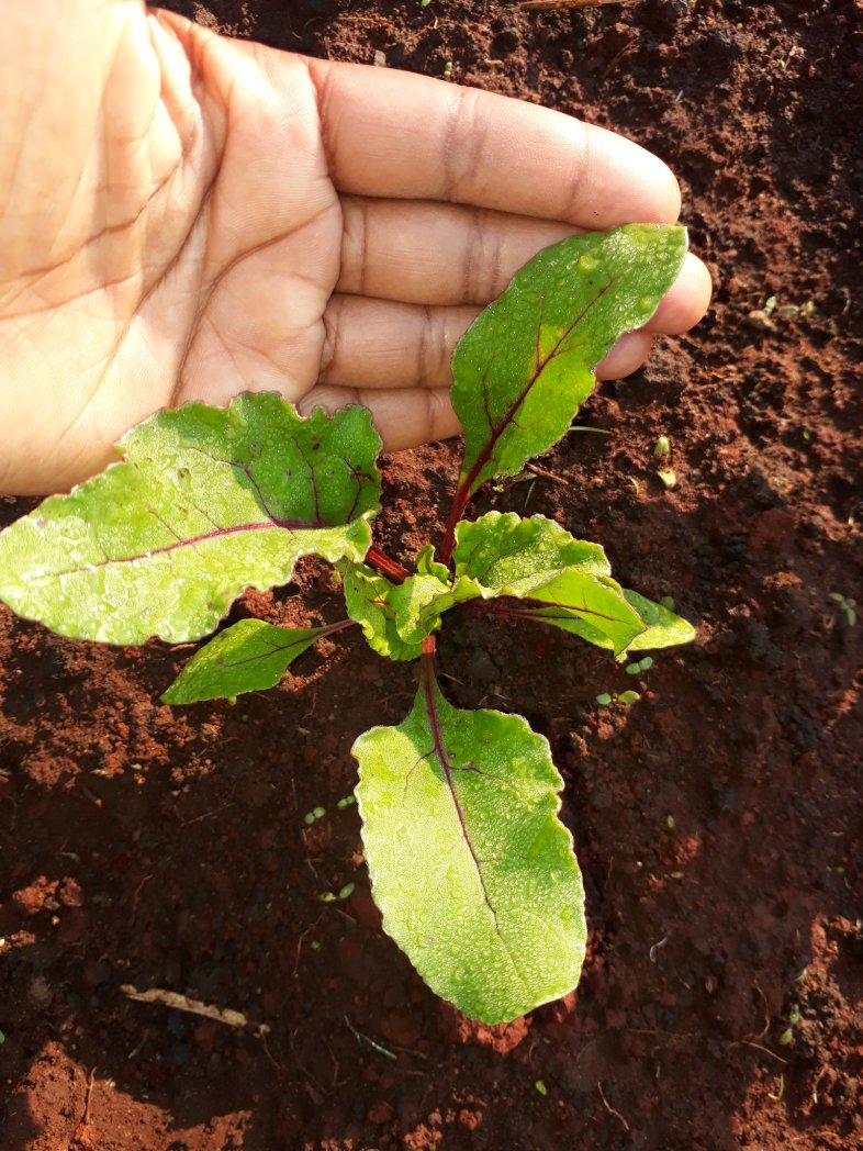sibagreenlands's tweet photo. Look at that beautiful Beet Grown from #SibaGreenLands Beetroot Seeslings. You can trust us for better quality. We are based in KZN, Pietermaritzburg #agriculture #horticulture #farming #YouthandFarming https://t.co/ke2IN4ryHP