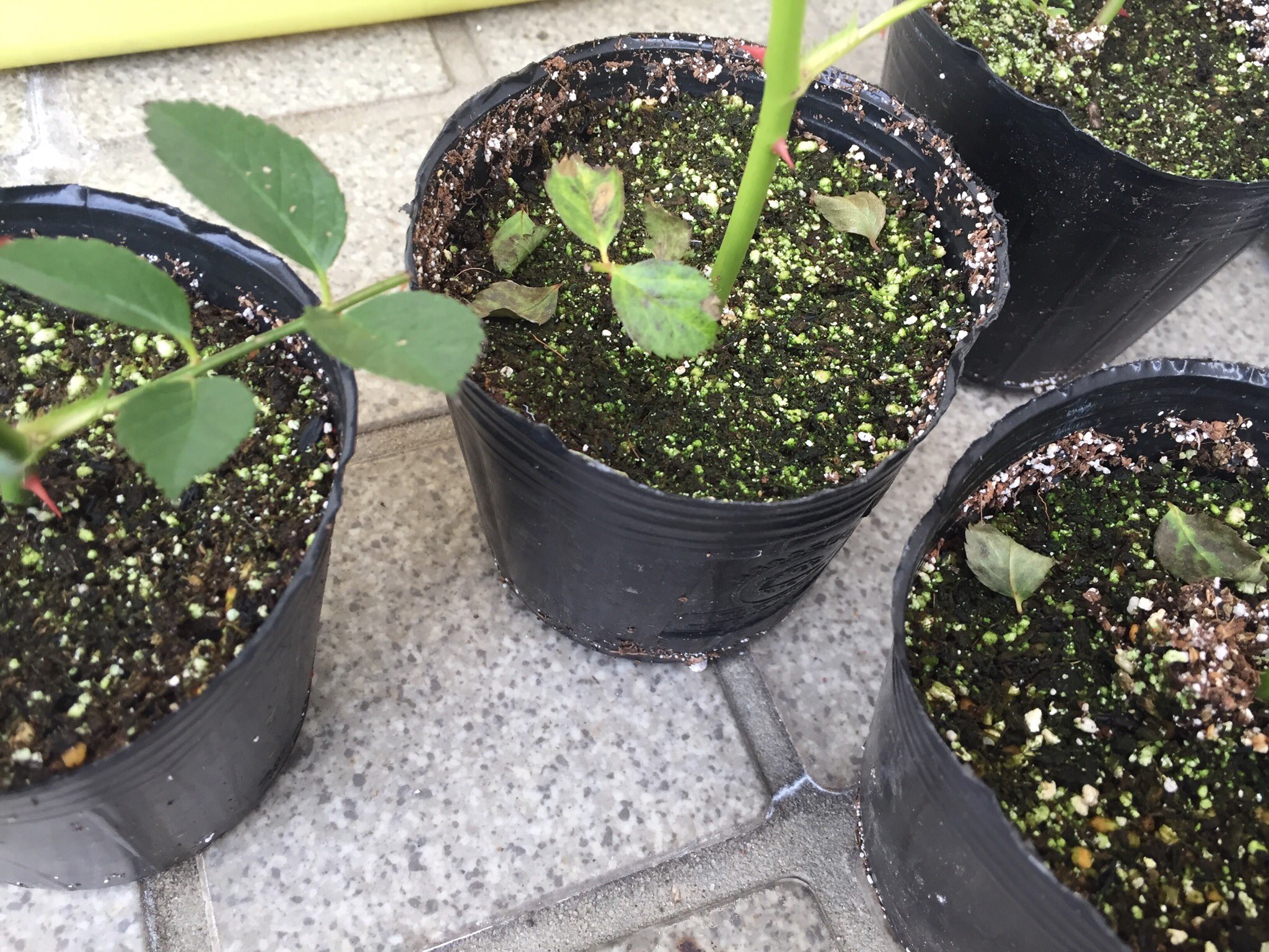 Kitollarrell Orlalell 今日の花壇 ミニバラの挿し木 赤玉土が足りなくなって ポット苗の土 というのに挿したんだけど 土の表面が緑色になって そのうちの２本の葉が落ちて来た やはり肥料が入った土は挿し木にはng 赤玉土に挿したヤツは元気