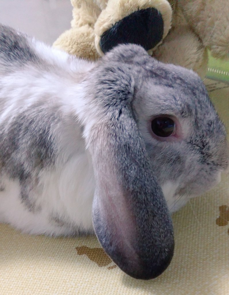 諭吉 ウサ 最近よく見かける言葉 生き餌 私は蛇が1番苦手で絵ですら無理なので動画を見ようとも思わない ただ ペットを飼ってる者としては全くもって考えられない さっきうちのうさぎに 大好きだよ って伝えたら 知ってるけど って顔してた 愛