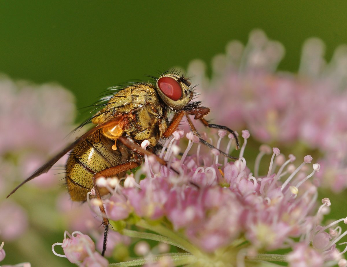 BugswithBekka's tweet photo. @nervousbotanist What are they eating from?  Flower ID please! 
Project #BeyondBees #PhotoBombingFlies
[Photos from L to R: Pete Lloyed, Kevin McLauglin,Niccolo Bitto, &amp; Keith1616] https://t.co/cUUINL1we1