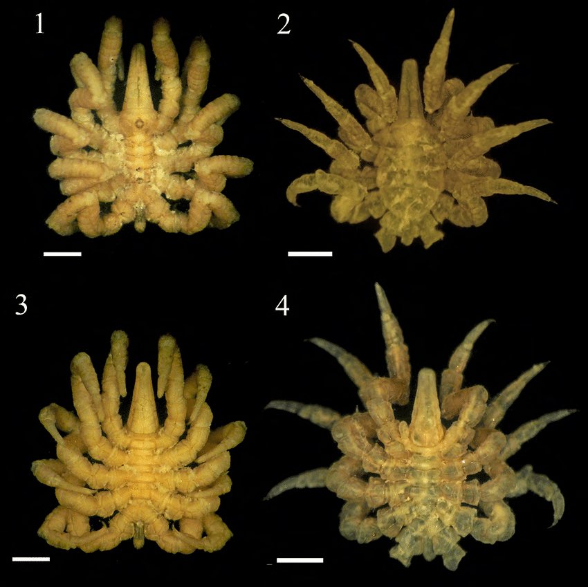 Pentapycnon geayiA 10-legged species of the family Pycnogonidae that inhabits a region stretching from the Caribbean to Brazil.I’m trying to find all the species with more than 8 legs and I didn’t know about this genus so that’s another one to the list!