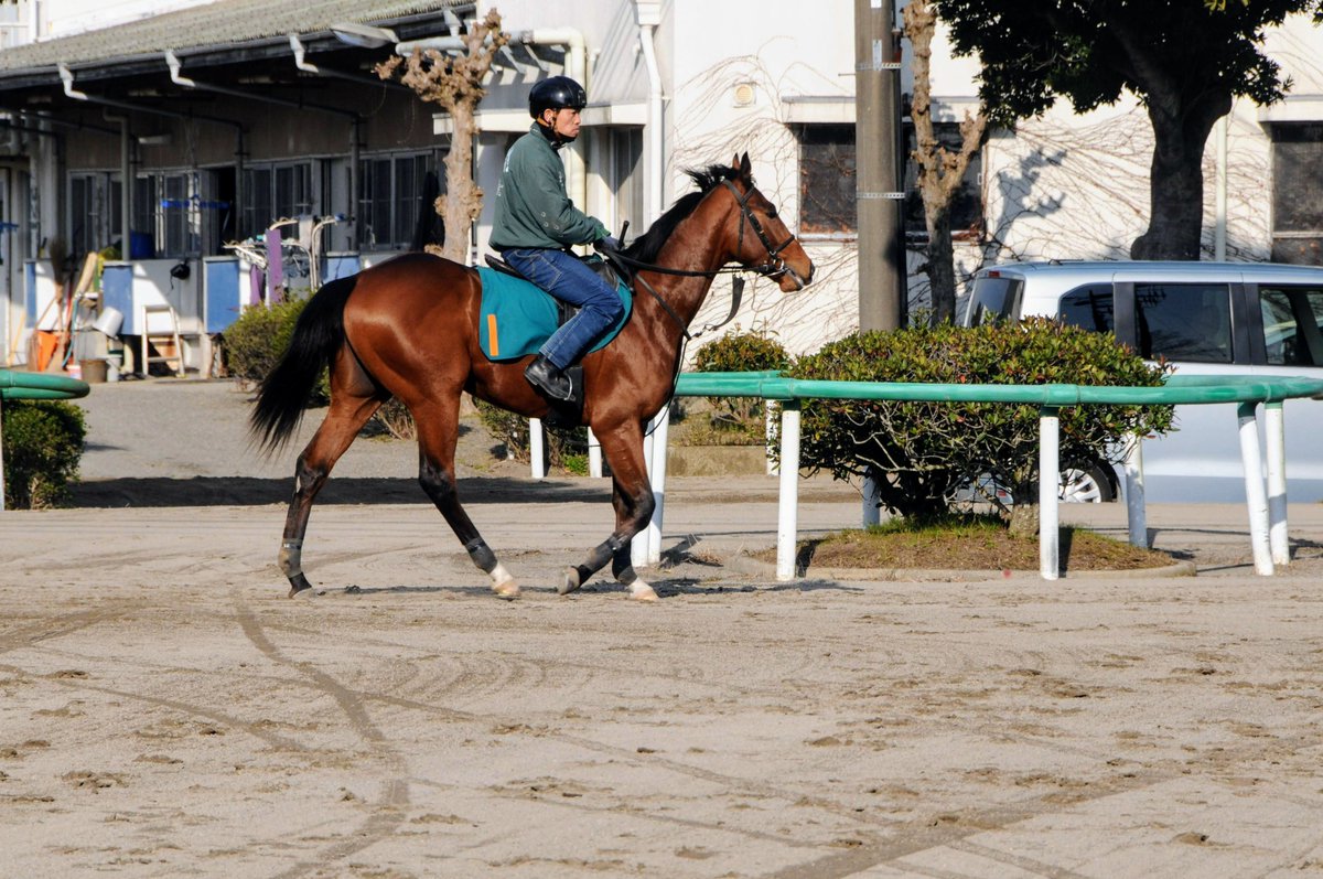セイウンブリスク